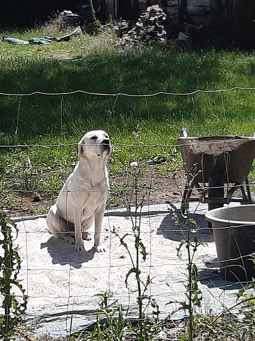 Hond Yellow inspecteert bouwvorderingen