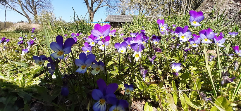 bloemen in het voorjaar